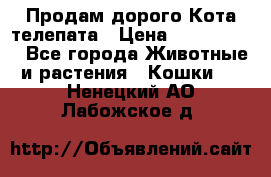  Продам дорого Кота-телепата › Цена ­ 4 500 000 - Все города Животные и растения » Кошки   . Ненецкий АО,Лабожское д.